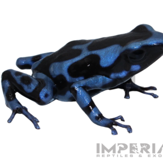 Panamanian Blue & Black Dart Frog (Dendrobates auratus)