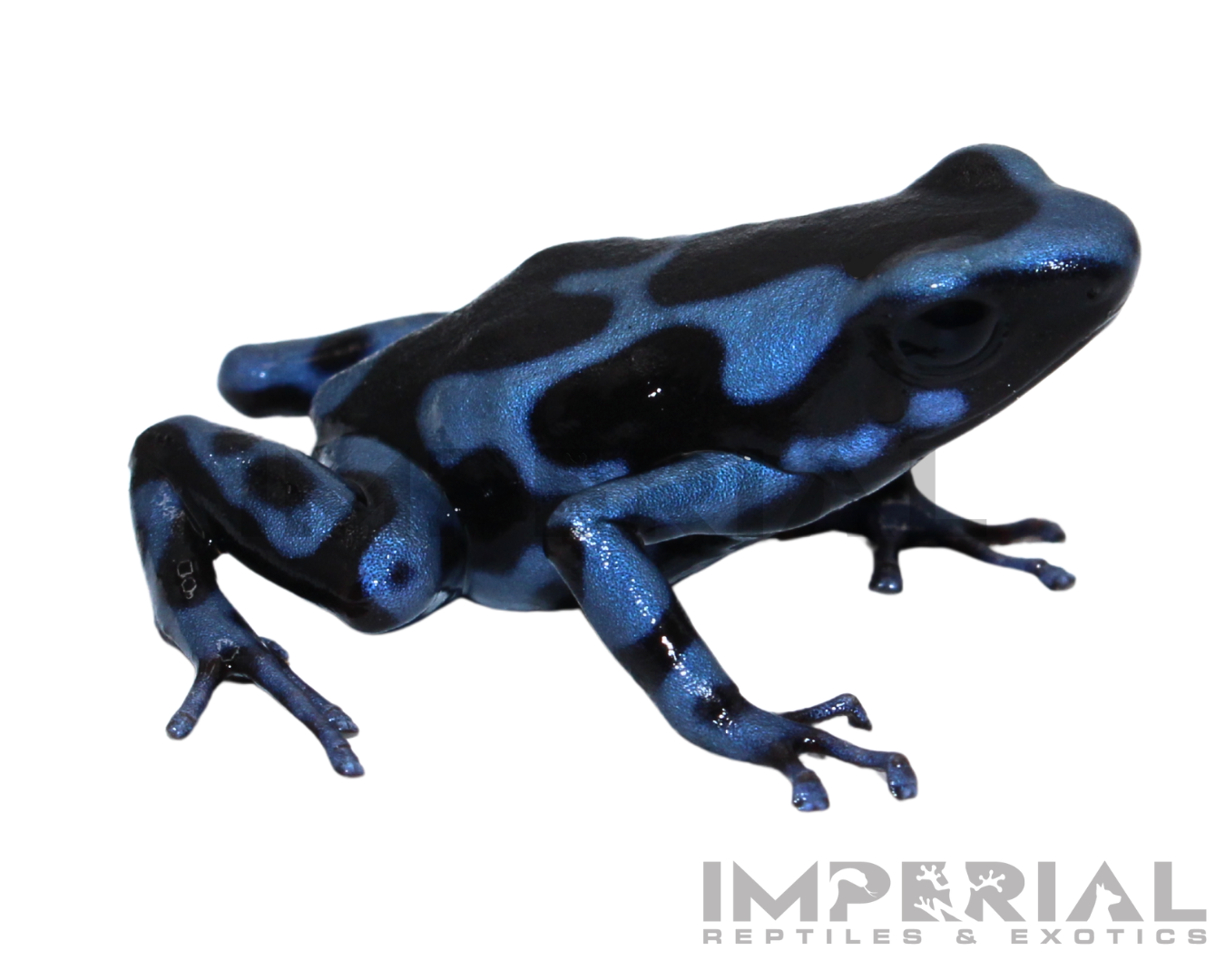 Panamanian Blue & Black Dart Frog (Dendrobates auratus)