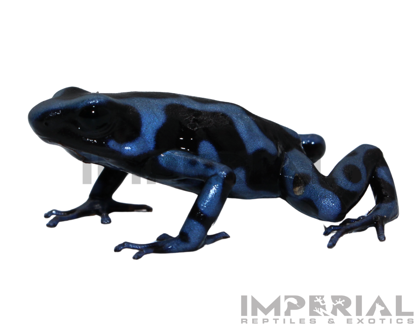 Panamanian Blue & Black Dart Frog (Dendrobates auratus) - Image 2