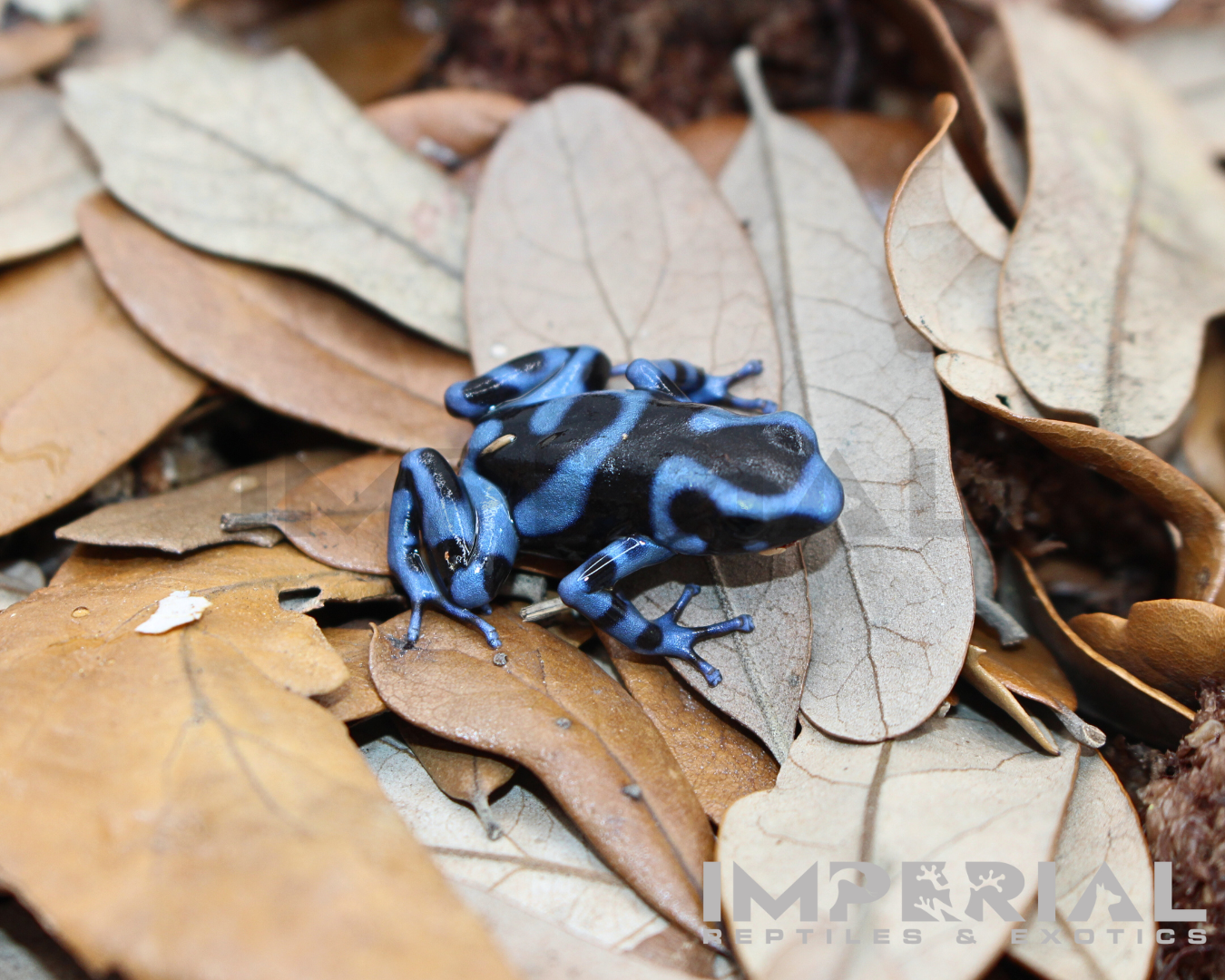 Panamanian Blue & Black Dart Frog (Dendrobates auratus) - Image 3