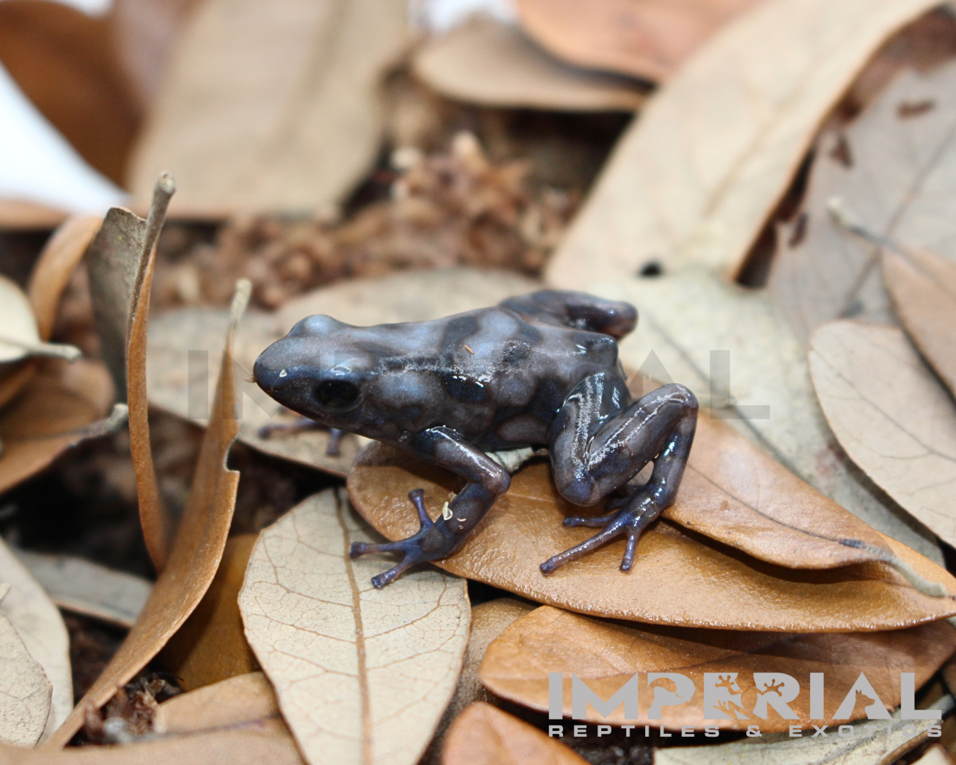 Rio Cascajal Dart Frog (Dendrobates auratus)