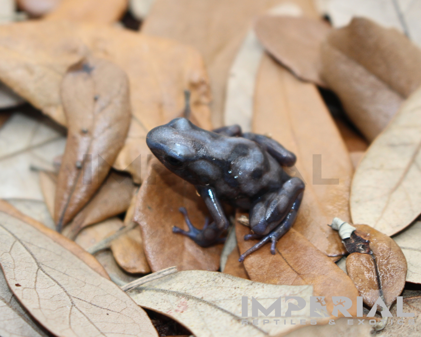Rio Cascajal Dart Frog (Dendrobates auratus) - Image 2