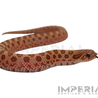 Mai Tai Western Hognose