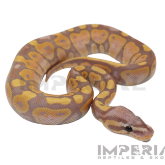 Banana Ball Python