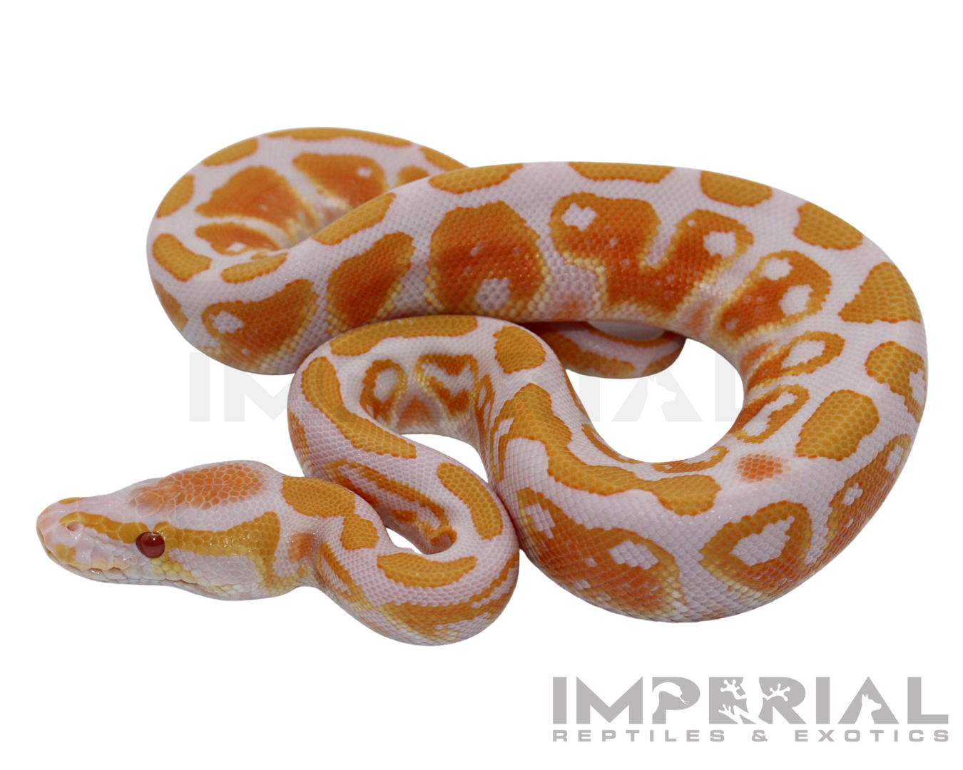 Lavender Albino Ball Python