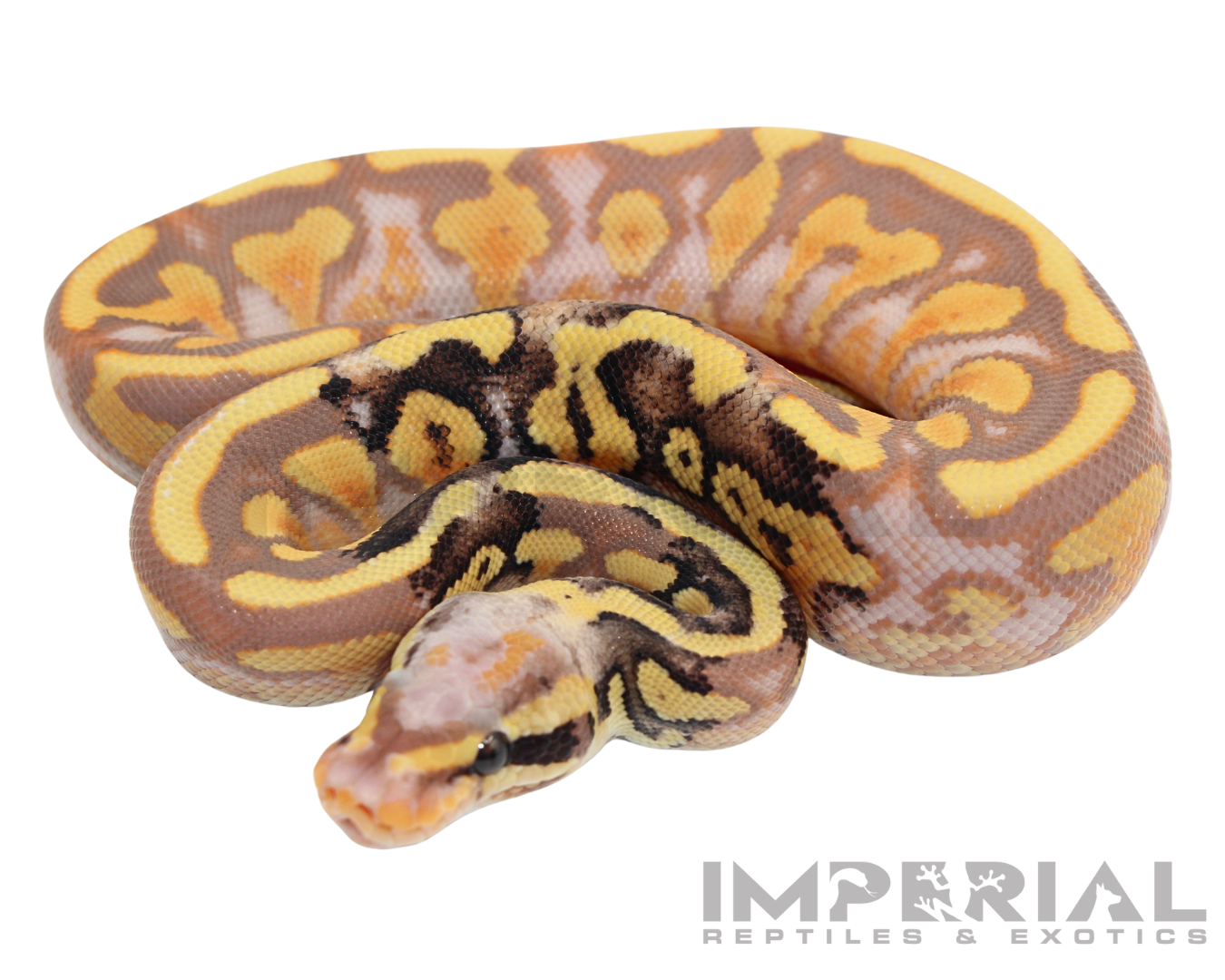 Banana Mojave Ball Python - Image 3