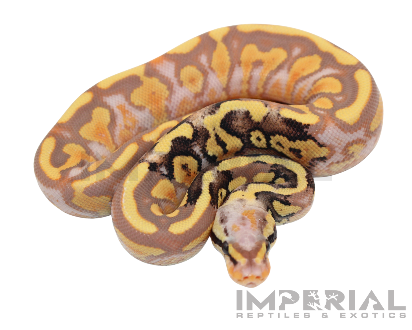 Banana Mojave Ball Python - Image 2