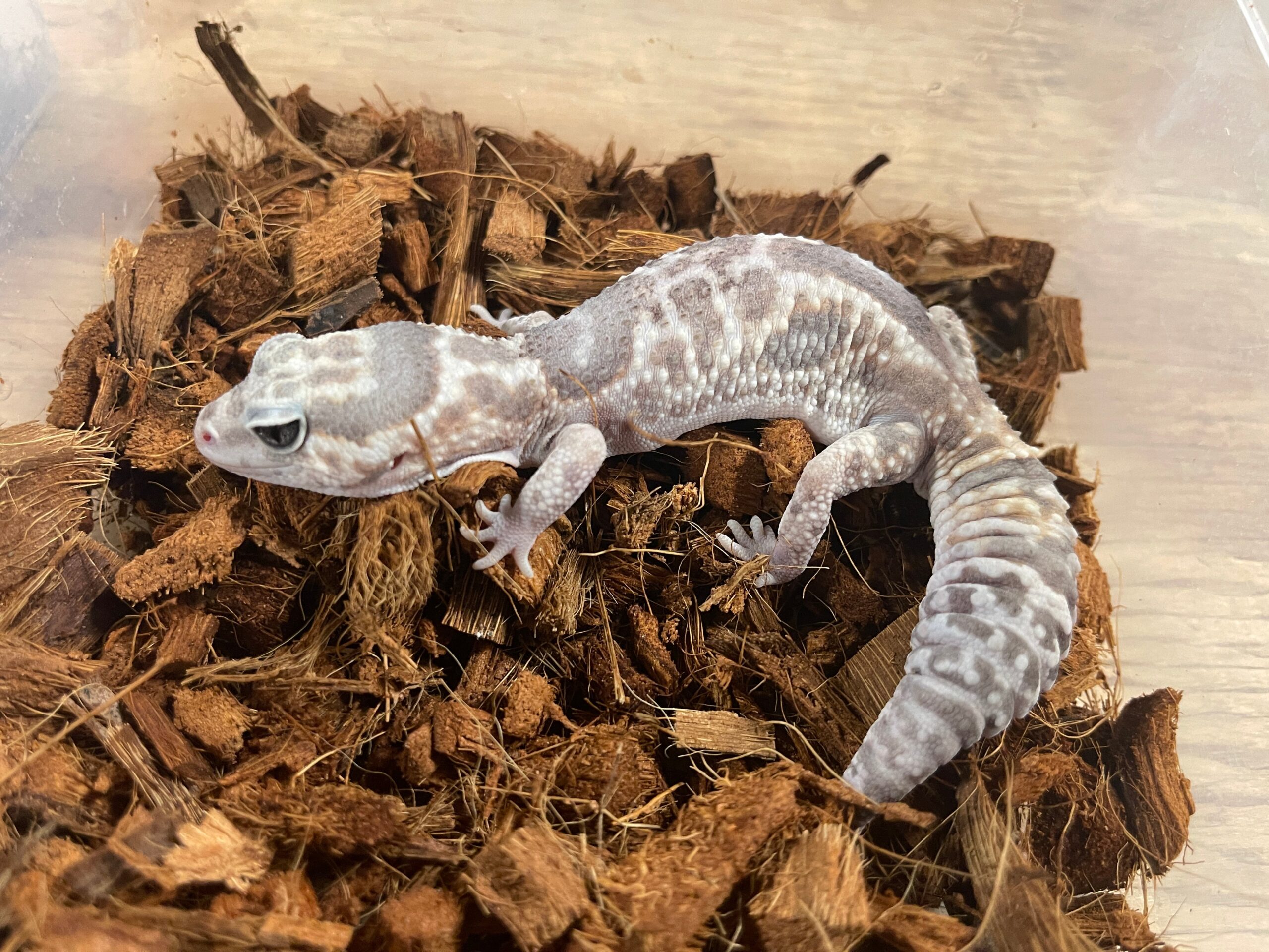 Whiteout Ghost African Fat Tail Gecko Adult - Image 2