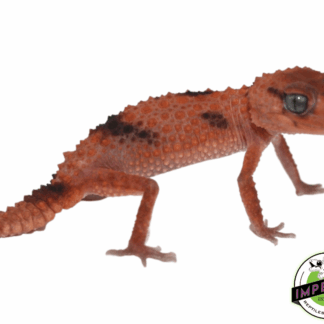 Aberrant Rough Knob Tail Gecko Adult Male