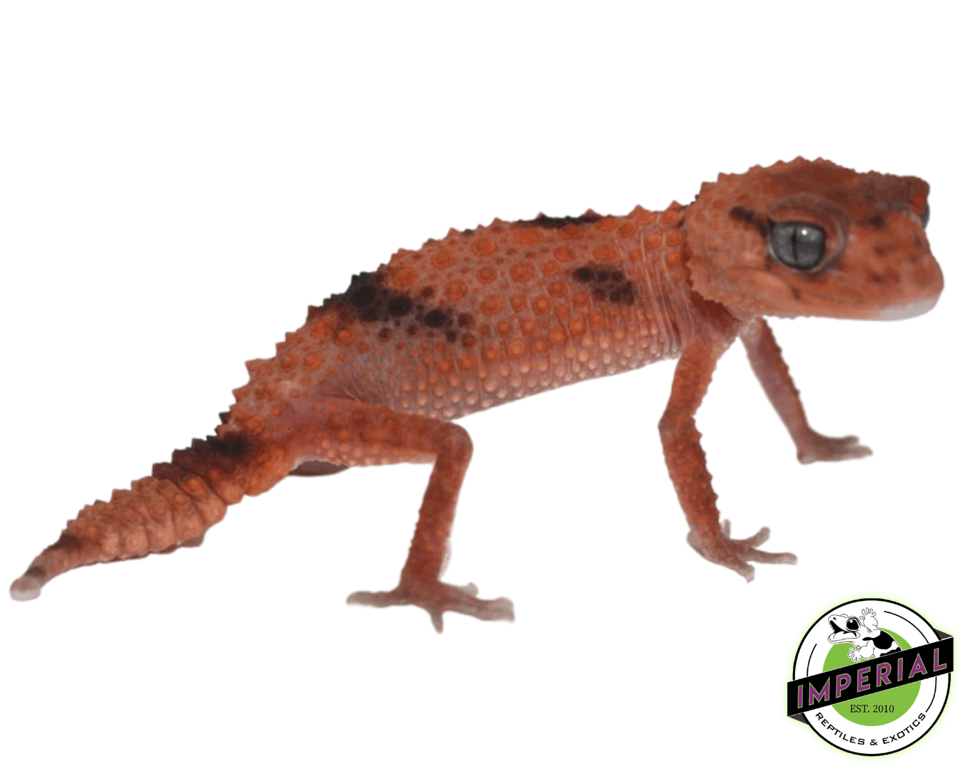 Aberrant Rough Knob Tail Gecko Adult Male