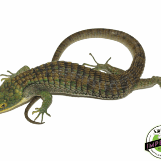 Calico Mexican Alligator Lizard (Abronia graminea)