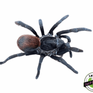 Acentropelma sp. "Chiapas" Tarantula