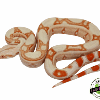 Albino Jungle Colombian Boa Baby