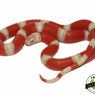 Albino Milk Snake (Nelson's x Pueblan)
