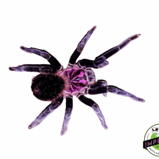 Amazon Blue Bloom Tarantula (Xenesthis intermedia)