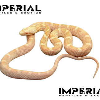 Amel Black Rat Snake