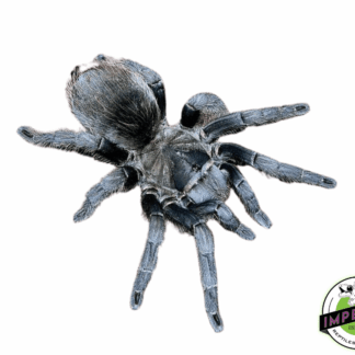 Aphonopelma sp. "Jalisco Gold Top" Tarantula