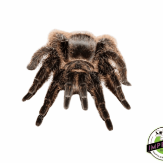 Argentine Black Tarantula (Grammostola iheringi)