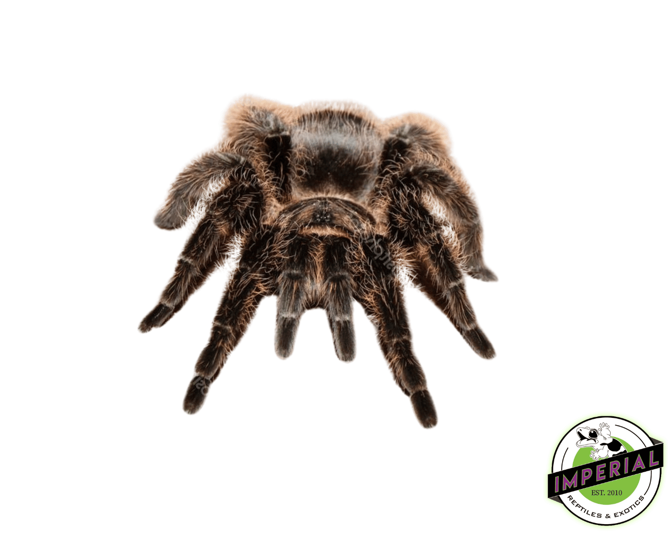 Argentine Black Tarantula (Grammostola iheringi)