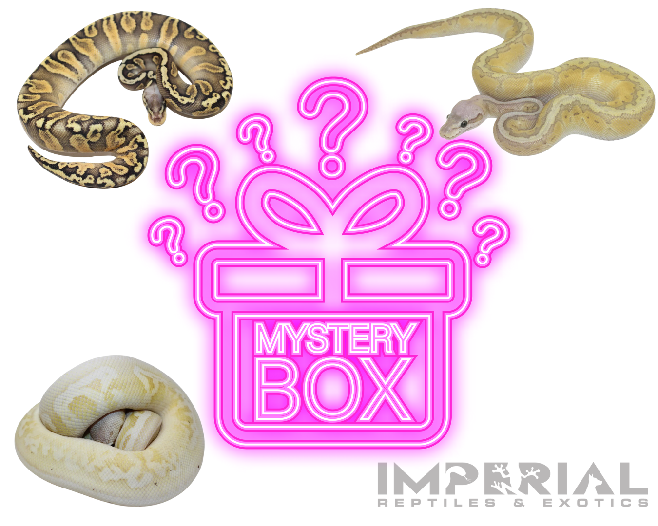 Mystery Box Ball Python (IN-STORE)