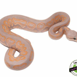 Banana Cinnamon Ball Python