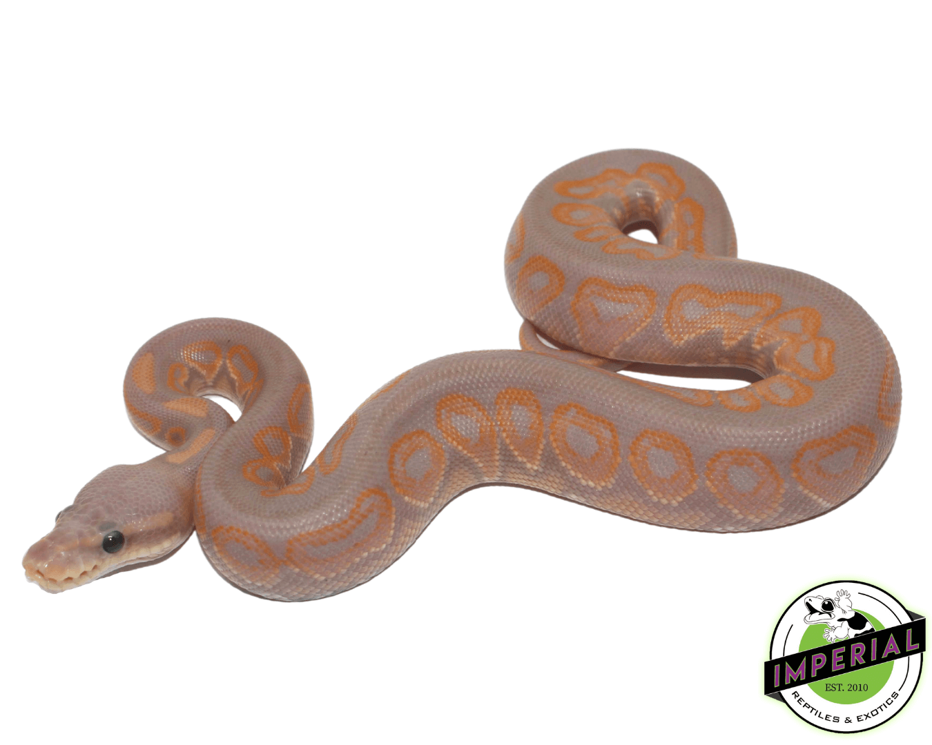 Banana Cinnamon Ball Python - Image 2