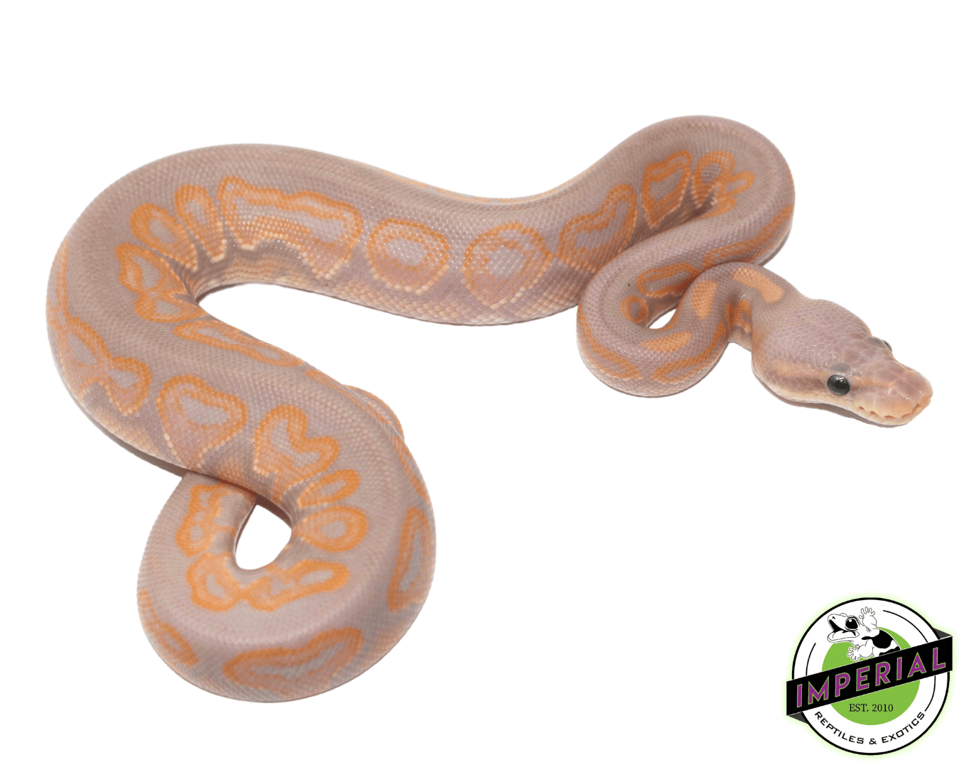 Banana Cinnamon Ball Python