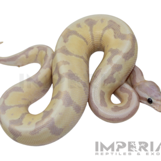 Banana Amoretti Ball Python