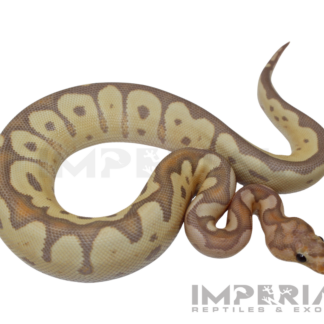 Banana Clown Ball Python