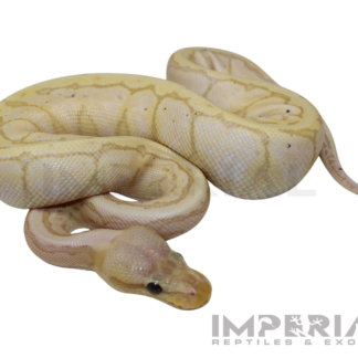 Banana Lemonblast Ball Python