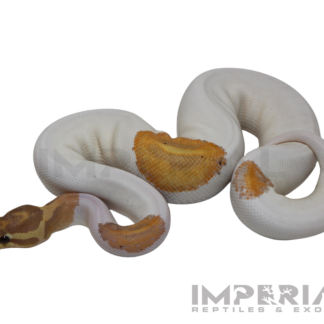 Yellowbelly Banana Piebald Ball Python