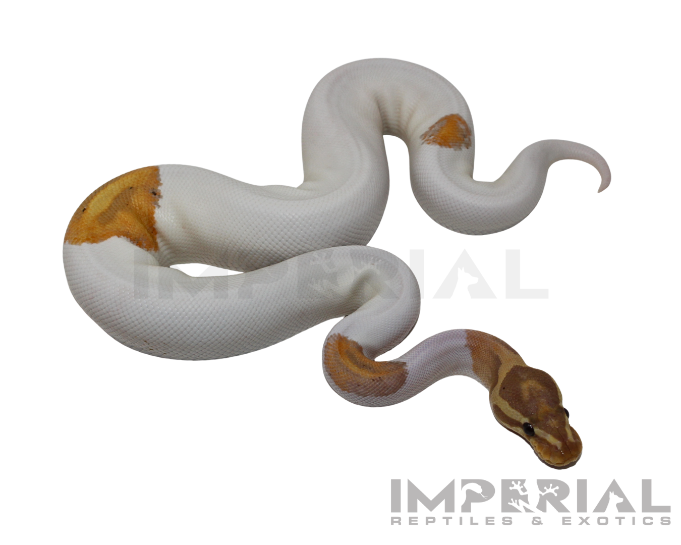 Yellowbelly Banana Piebald Ball Python - Image 2