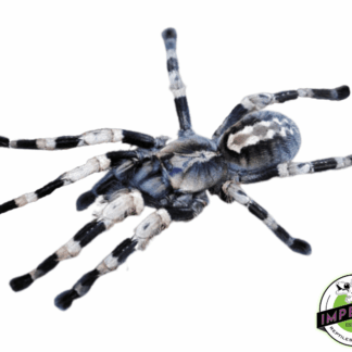 Bengal Spotted Ornamental Tarantula (Poecilotheria miranda)