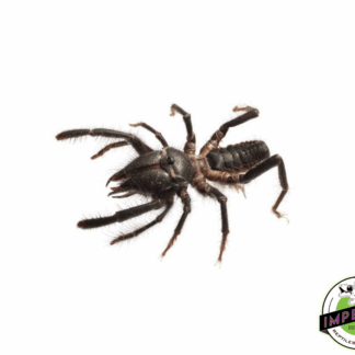 Black Sun Spider (Galeodes arabicus)