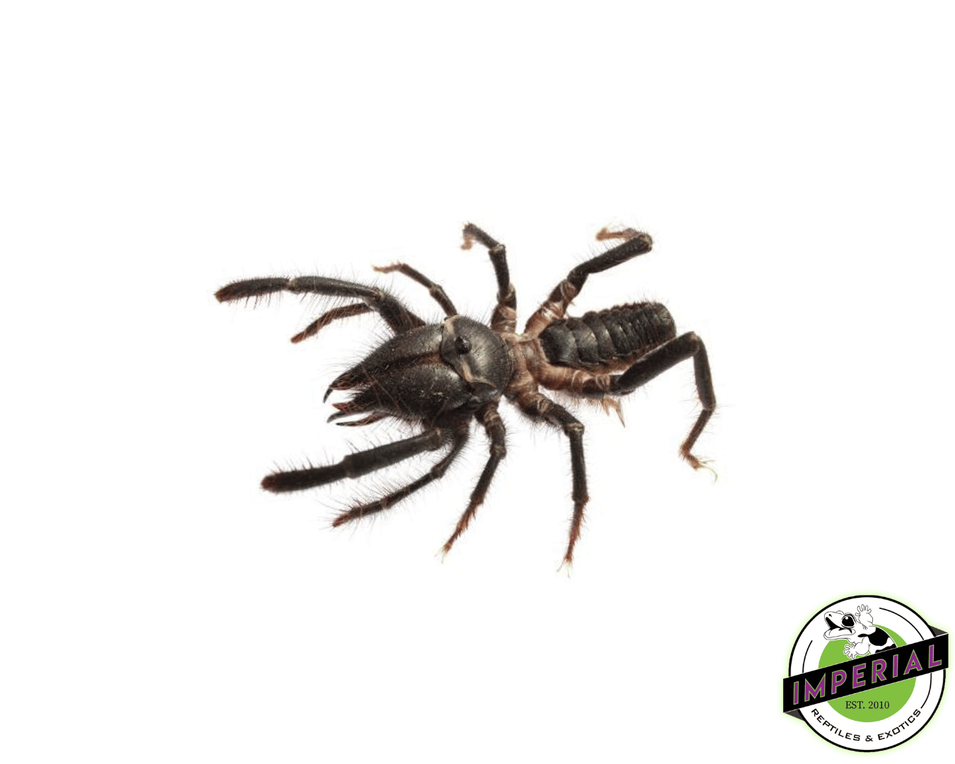 Black Sun Spider (Galeodes arabicus)