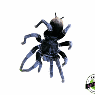 Bolivian Blue-leg Birdeater Tarantula (Pamphobeteus antinous)