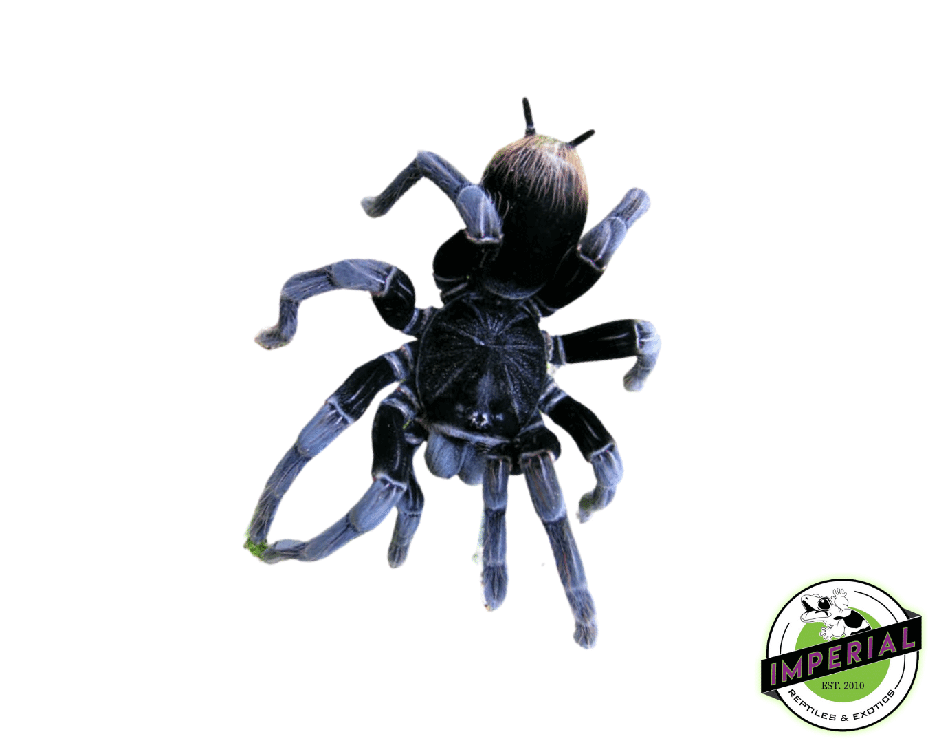Bolivian Blue-leg Birdeater Tarantula (Pamphobeteus antinous)