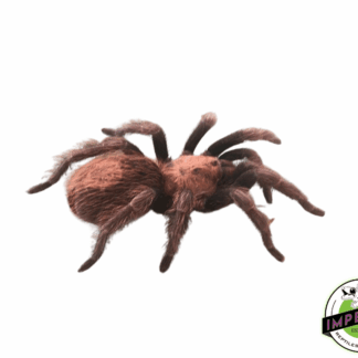 Mexican Copperhead Tarantula (Bonnetina minax)