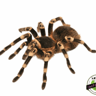 Brazilian White Knee Tarantula