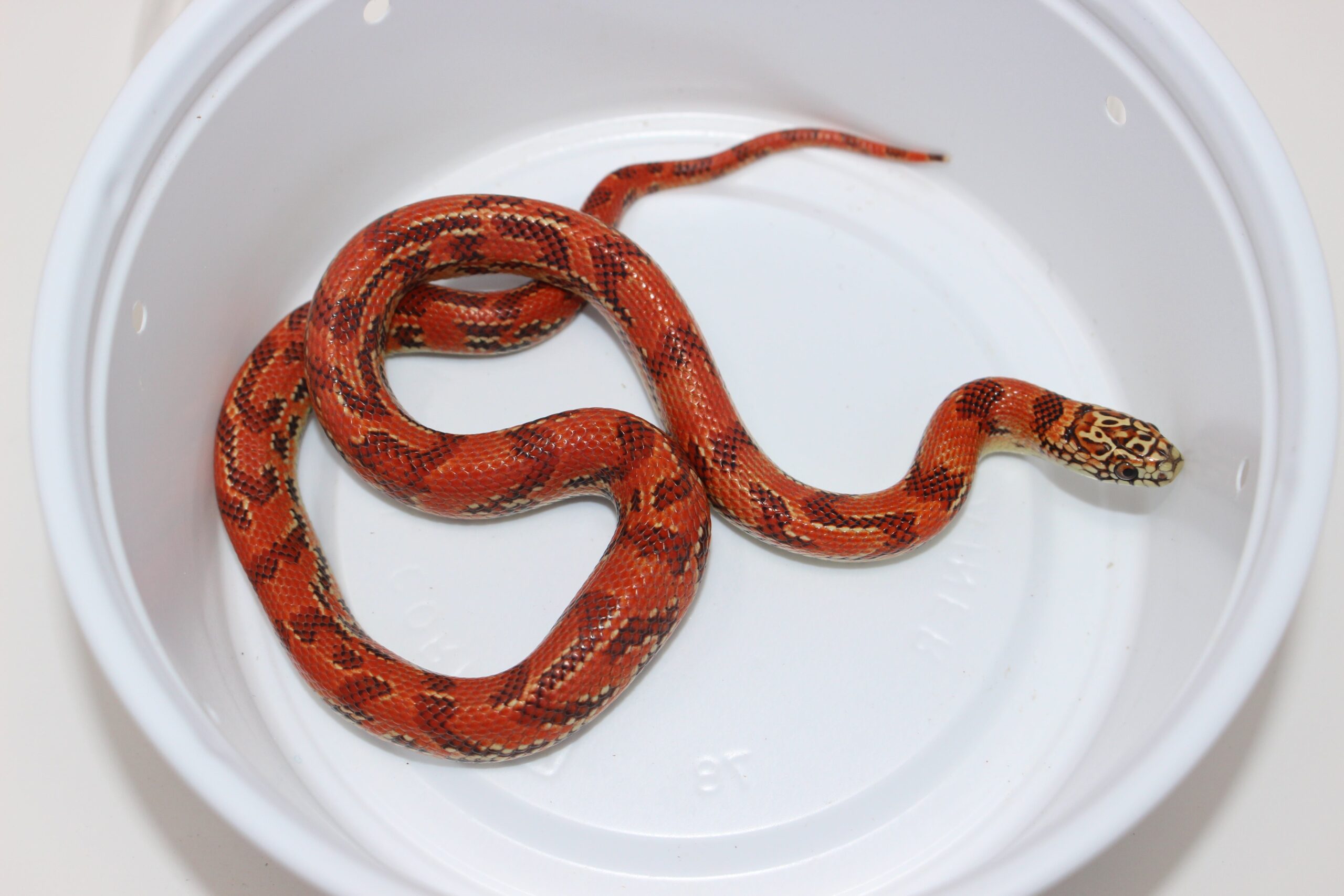Hi-Red Brooks Kingsnake - Image 3