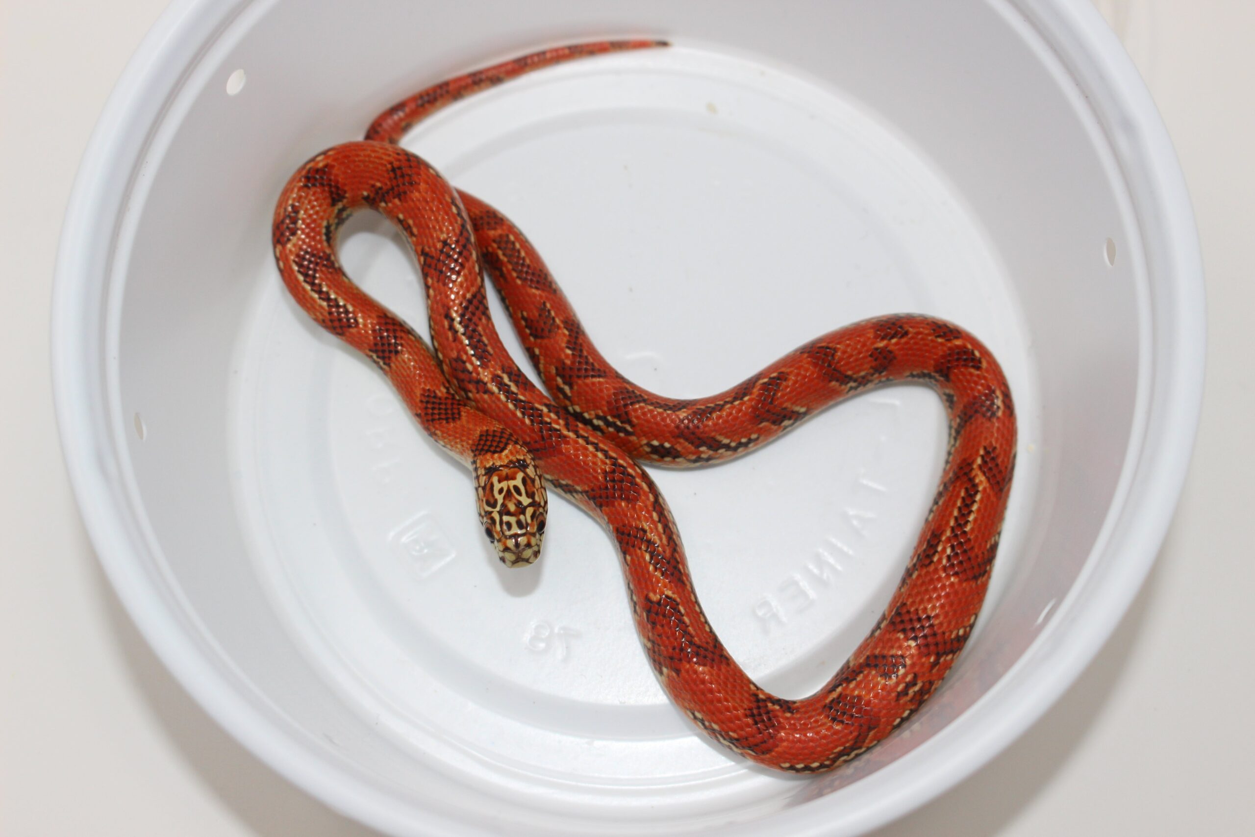 Hi-Red Brooks Kingsnake - Image 2