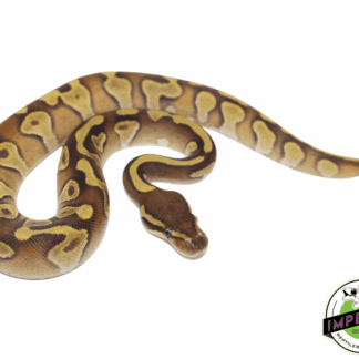Butter Enchi Ball Python