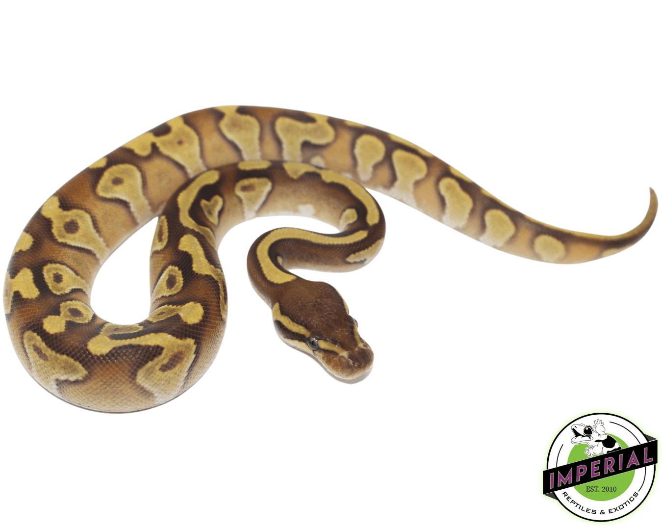 Butter Enchi Ball Python