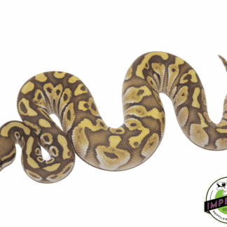 Butter Ghost Ball Python