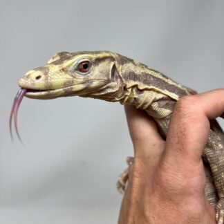 T+ Albino “Chocolate” Water Monitor