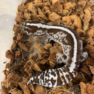 Striped Whiteout Oreo African Fat Tail Gecko Adult