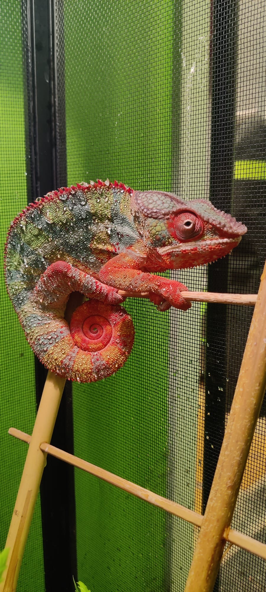 Red Bar Ambilobe Panther Chameleon - Image 3