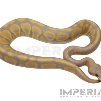 Candino Black Pastel Ball Python