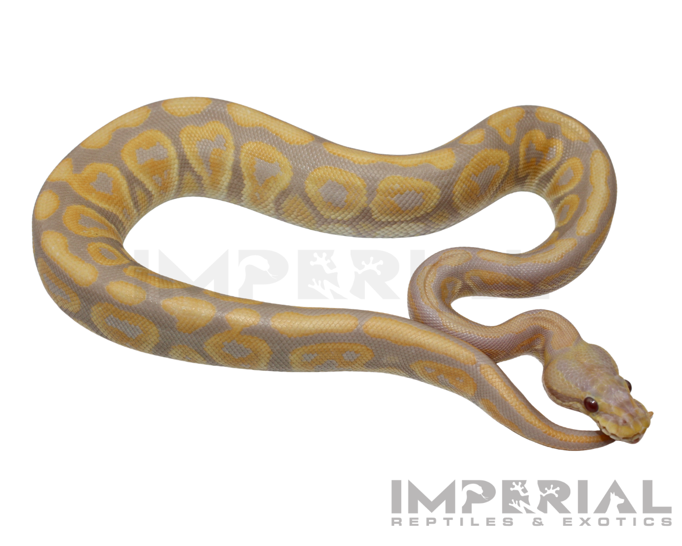 Candino Black Pastel Ball Python