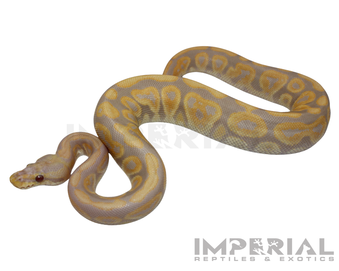 Candino Black Pastel Ball Python - Image 2